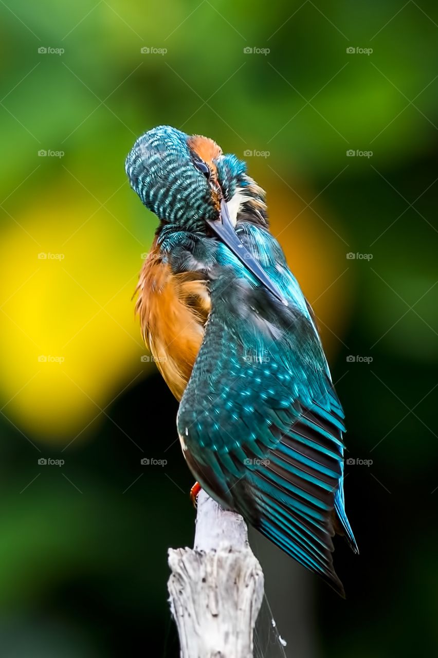 Common Kingfisher 