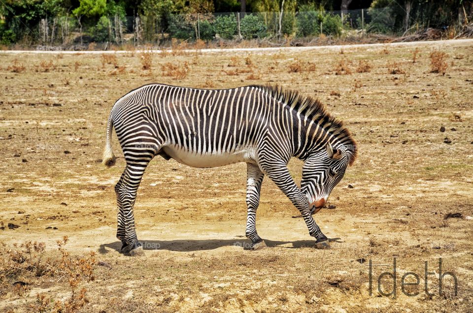 I'M BEAUTIFUL #zebra #blackandwhite #calm #relax #free #safari #zoo #wild