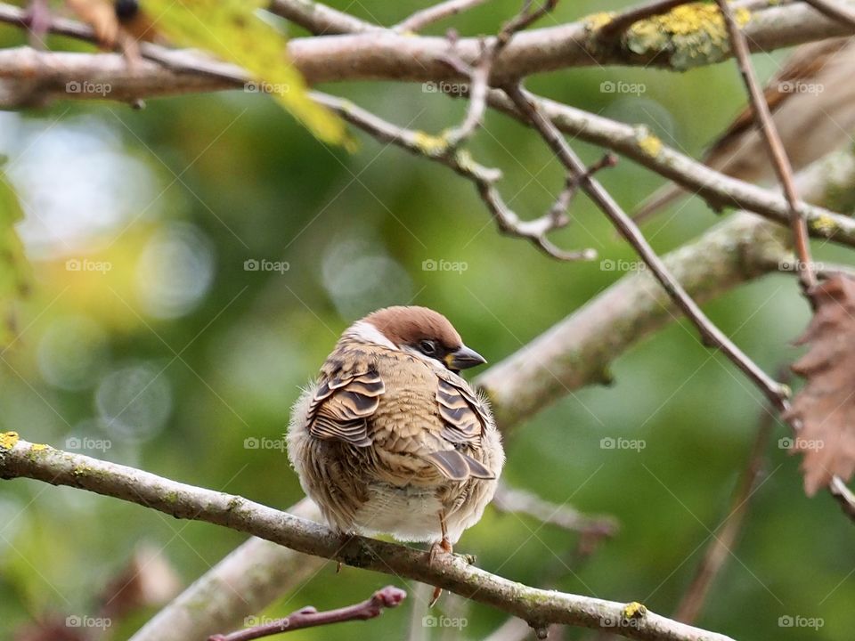 Sleepy sparrow