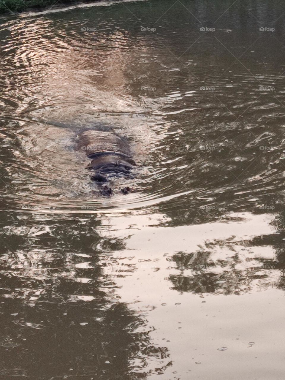 hippopotamus floating in water.
