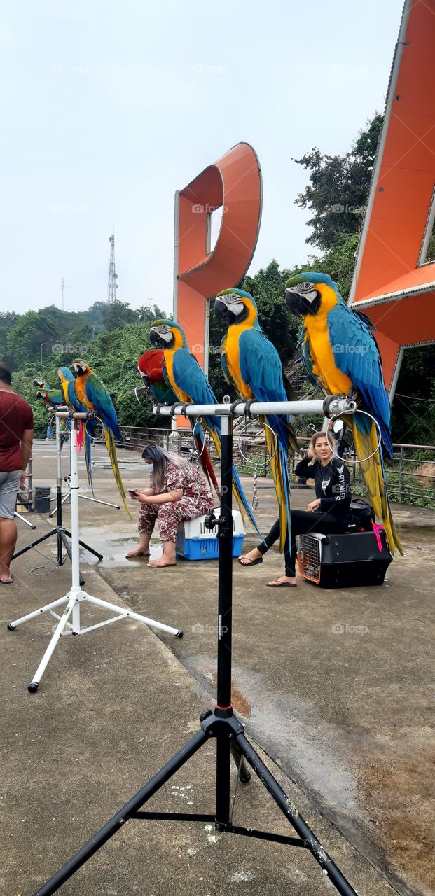 Macaws fly training