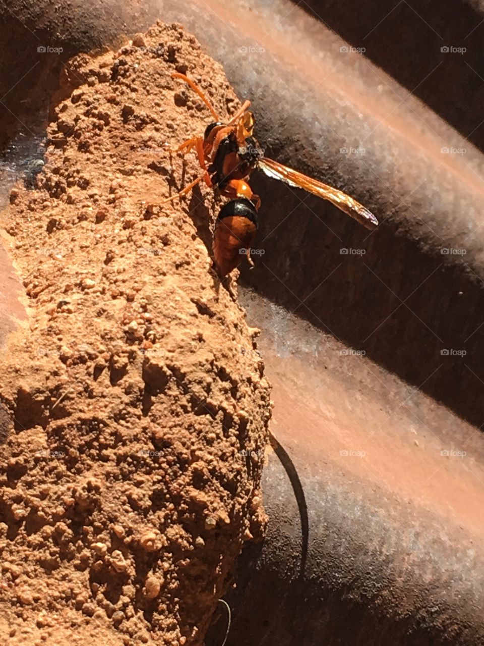 Dauber mud wasp at nest attached to metal water tub