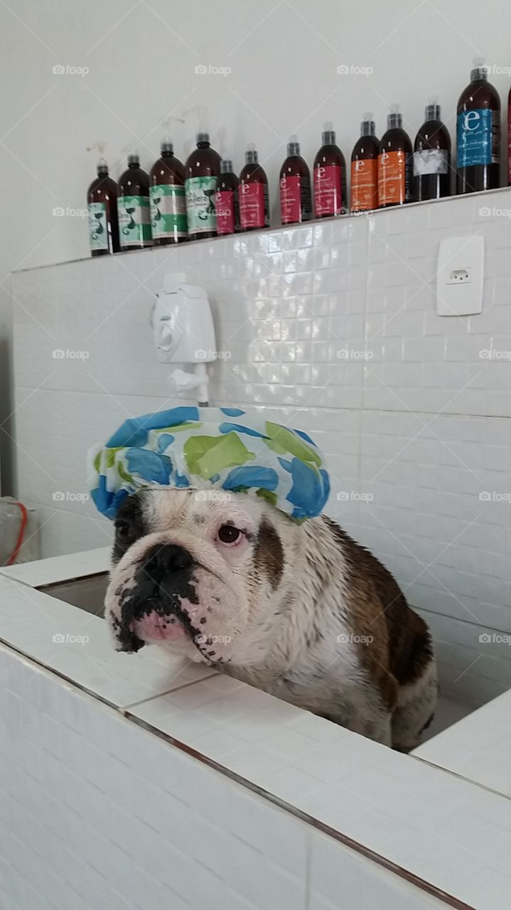 bulldog shower