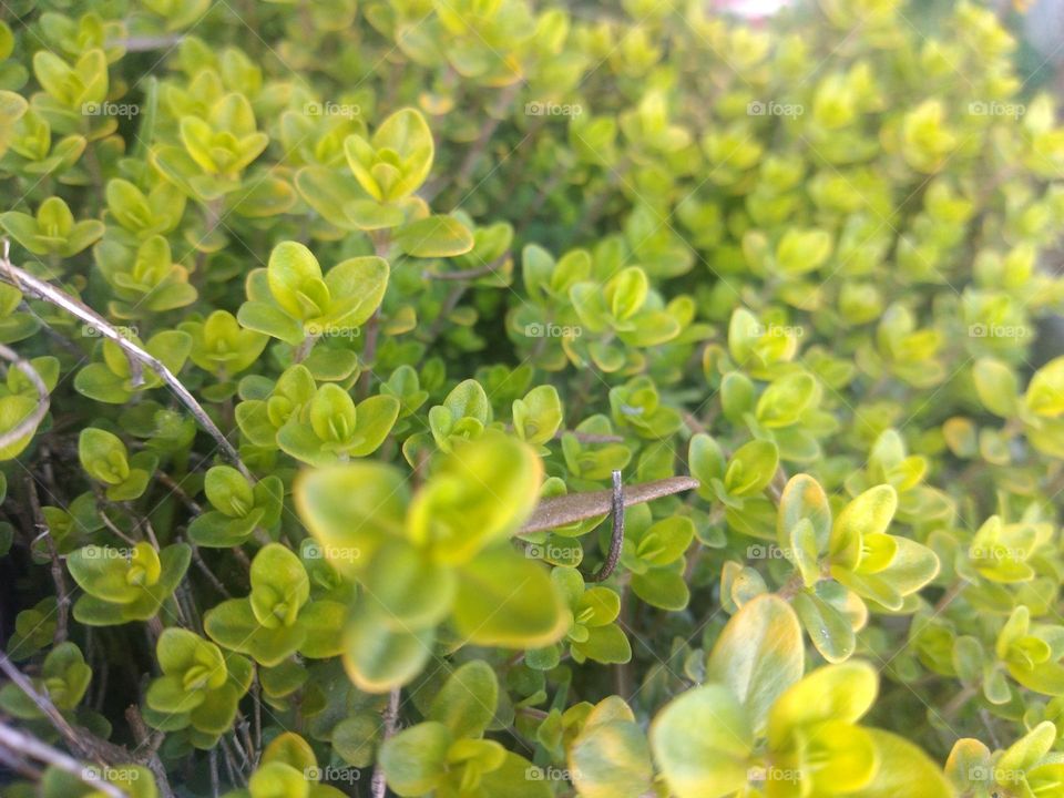 Thyme in my garden