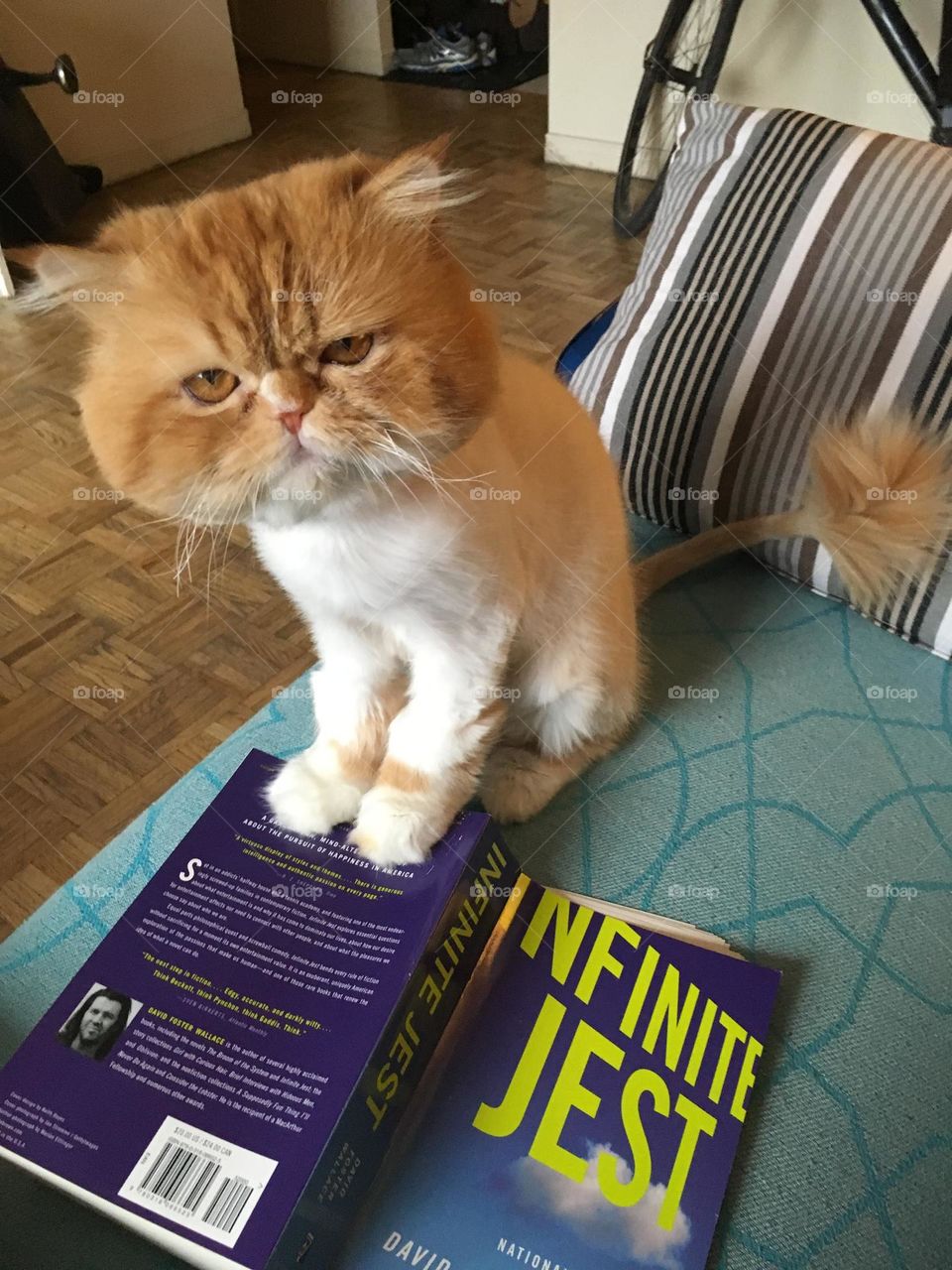 Persian Cat, grumpy cat, Orange cat- George 