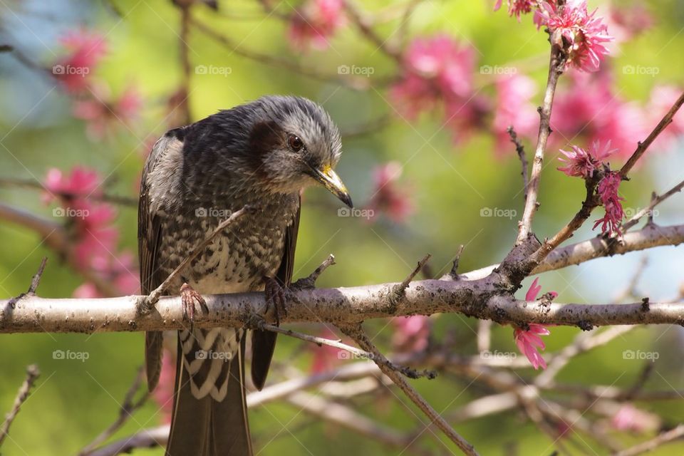 Bird and blossoms