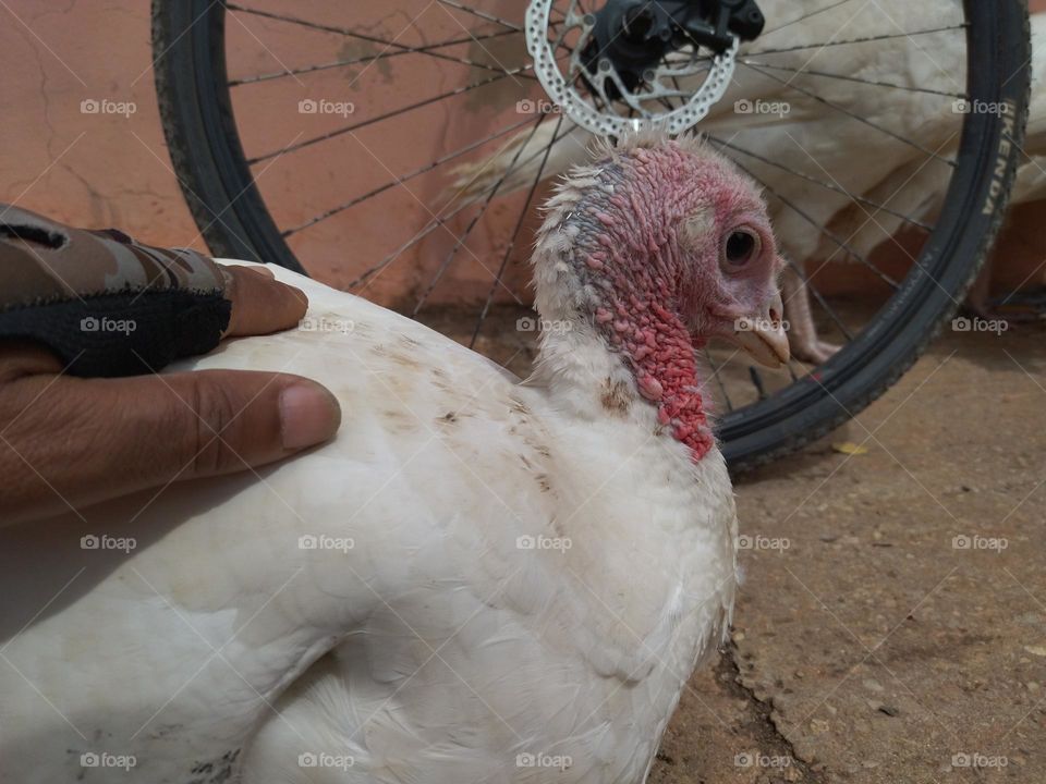 white turkey