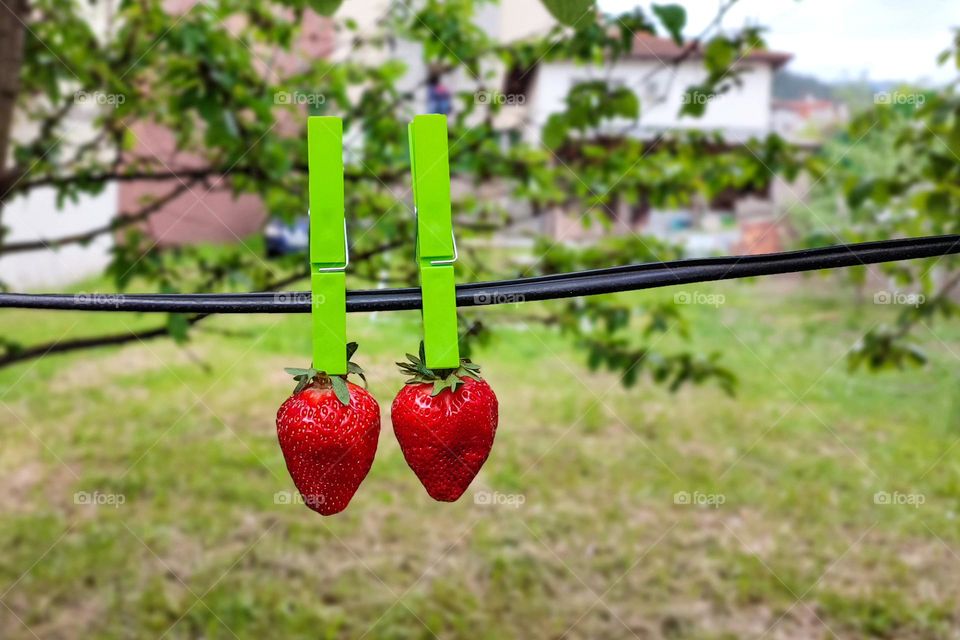 Complementary Colors, Red and Green