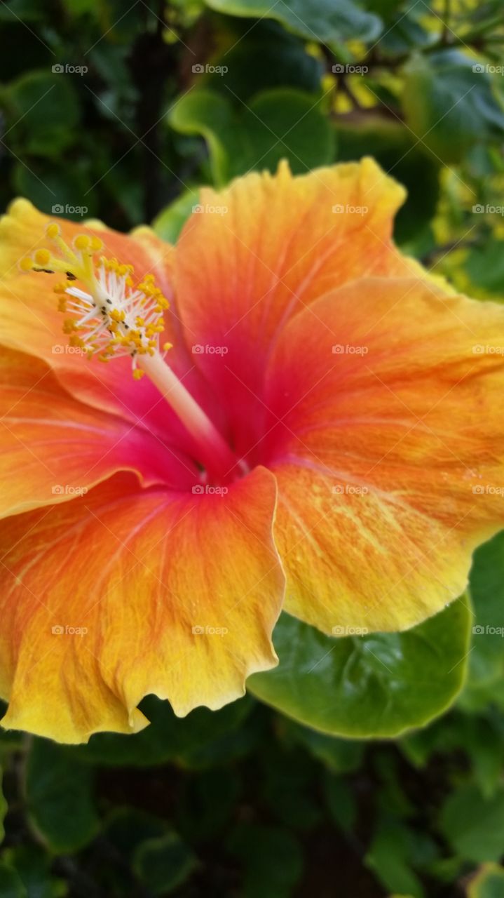 close-up of wild tropical hibiscus flower, with petals of yellow, orange, and red colors