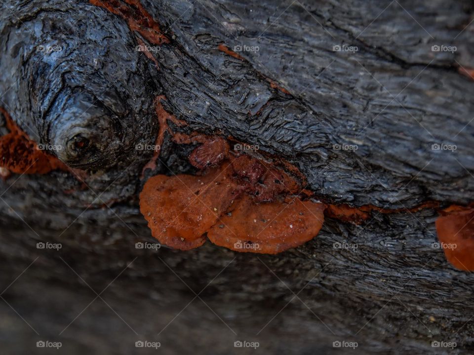 Orange fungus