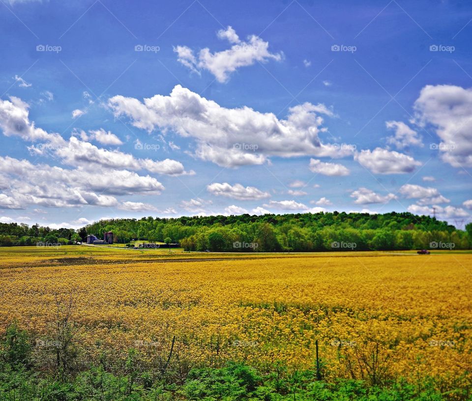 Long distance travels provide the most beautiful, peaceful views. The strong clouds overlook the vast field of yellow.