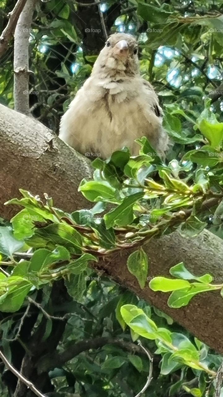 little bird in a tree