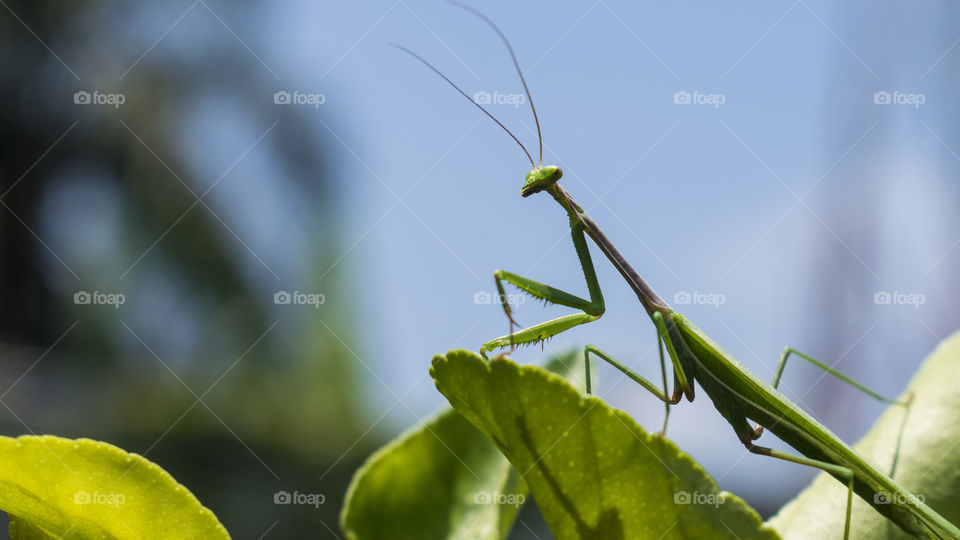 The King of The macro world