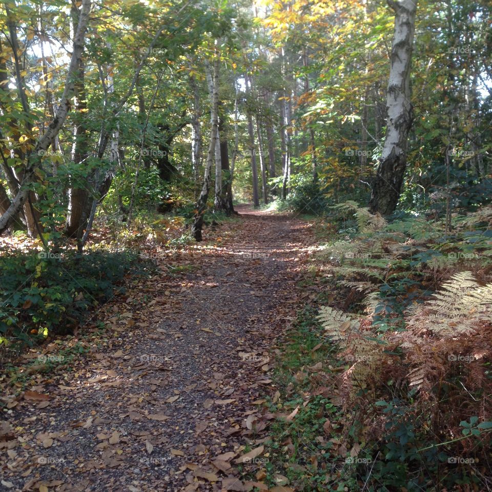 Pathway in the forest