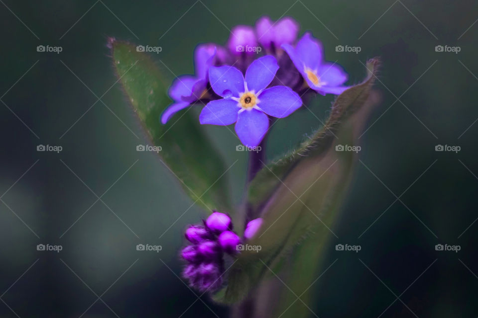 forget-me-not flowers close up