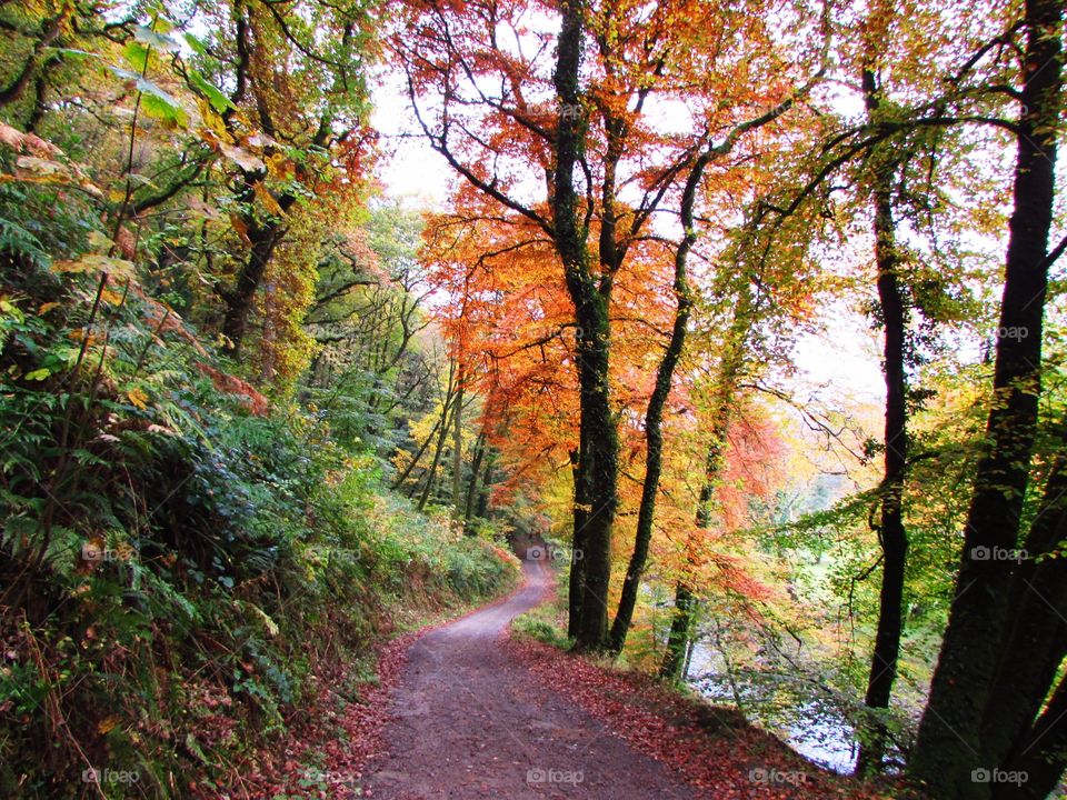 Autumn trail