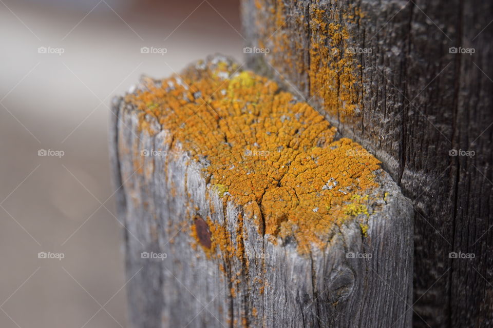 Macro photography of Old Fence post with great patina and moss   