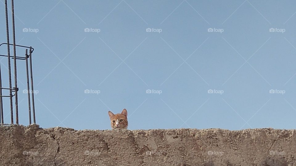  A beautiful cat overlooking the roof of the house alive and ashamed.