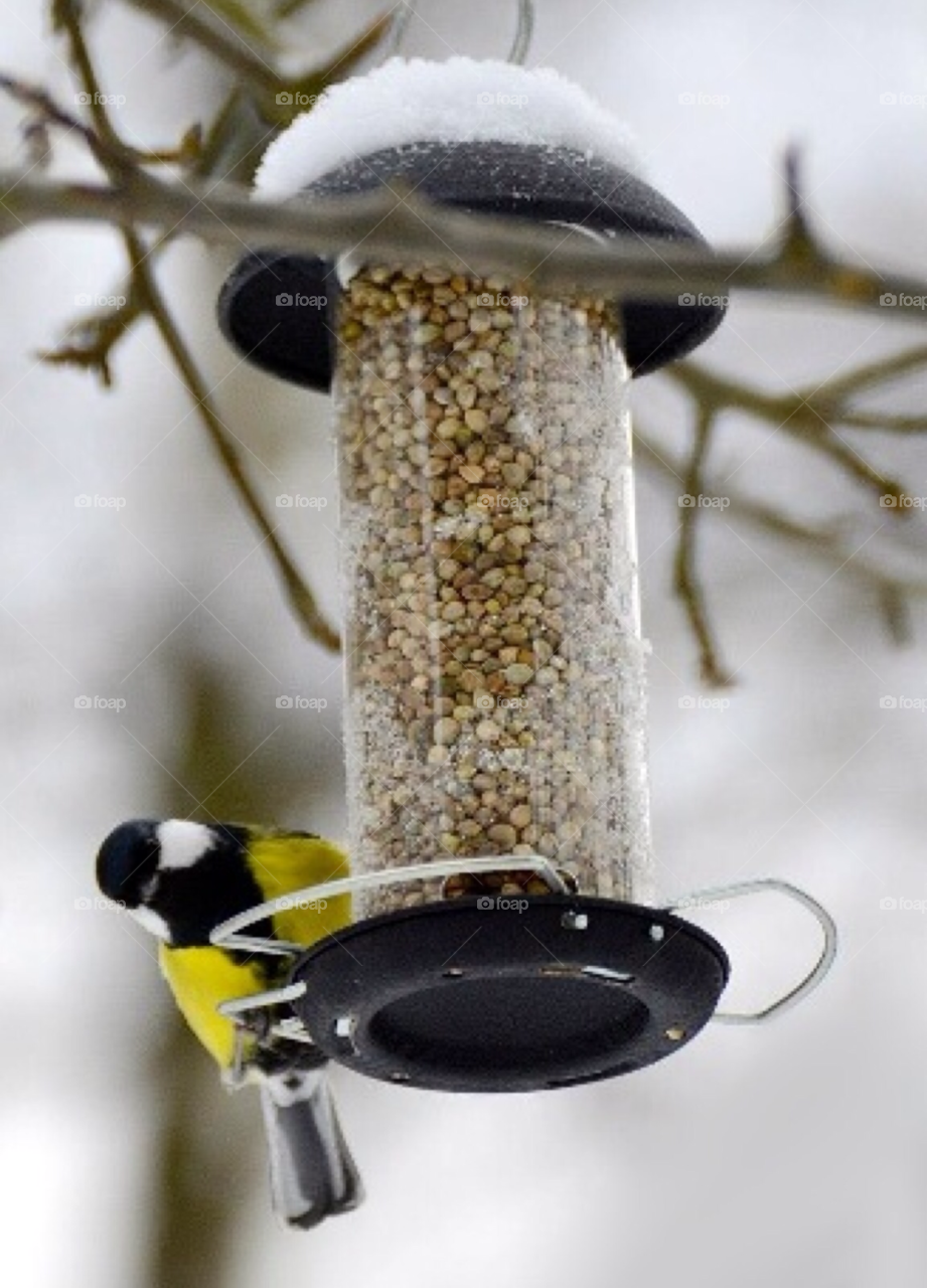 winter bird vinter fågel by paula