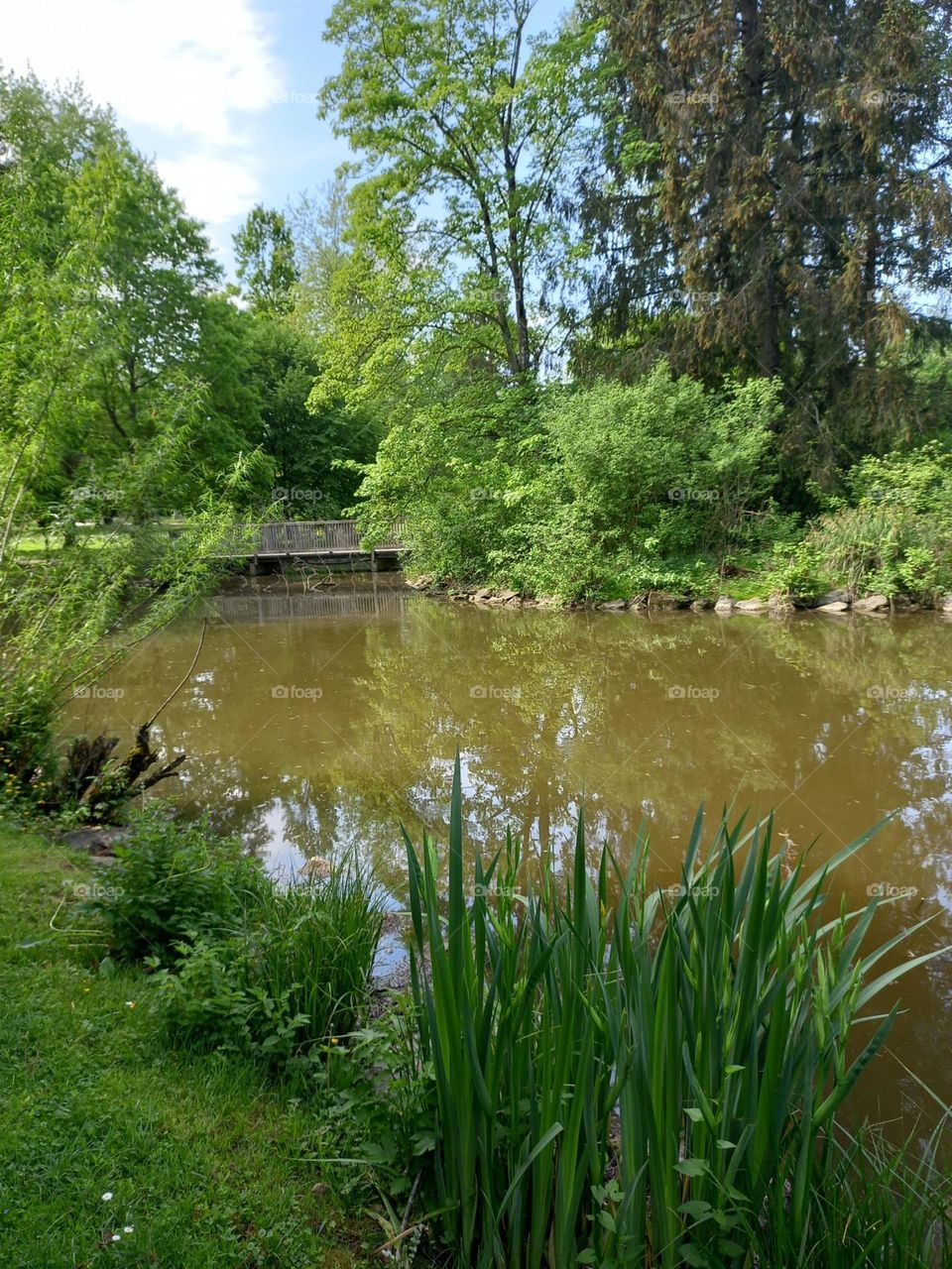 Beautiful Lake in the Park