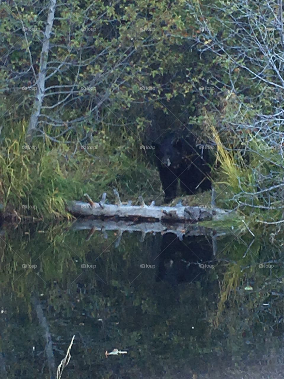 Big beautiful black bear at Taylor Creek in Lake Tahoe