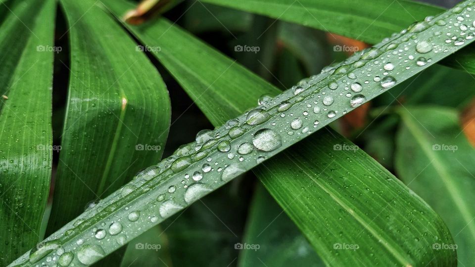 Raindrops on palm leaves