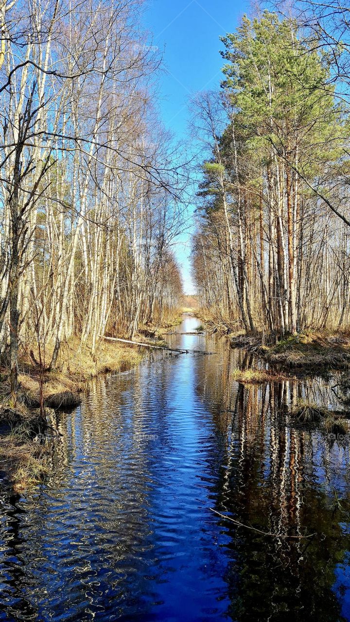 Spring in the forest park,  Männi raba, Tallinn,  trees along the banks of the river