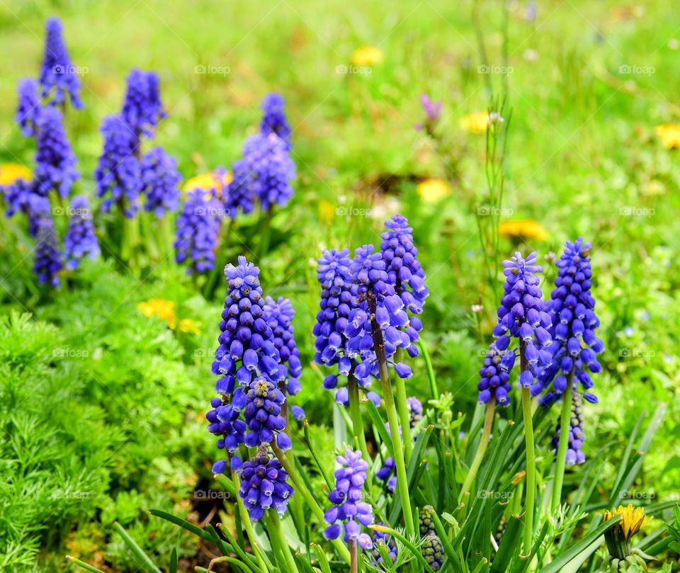 Spring blue flowers