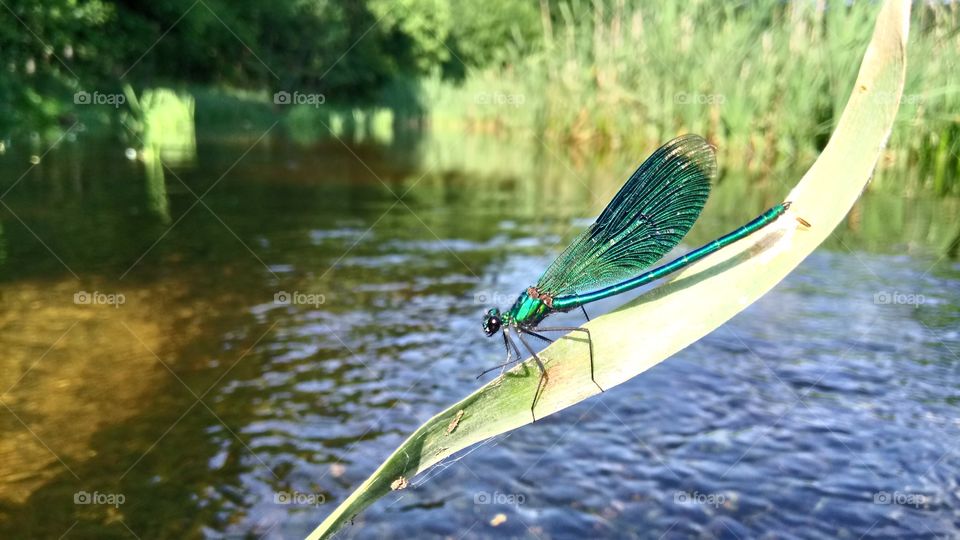 A blue dragon-fly