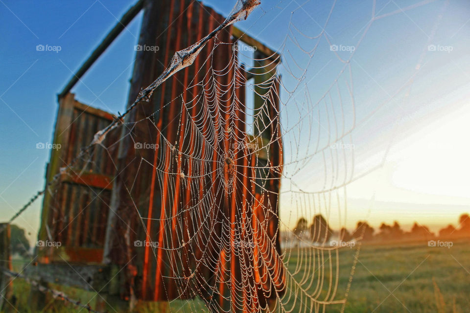 Spider web on barb wire fence  with old tin shed background