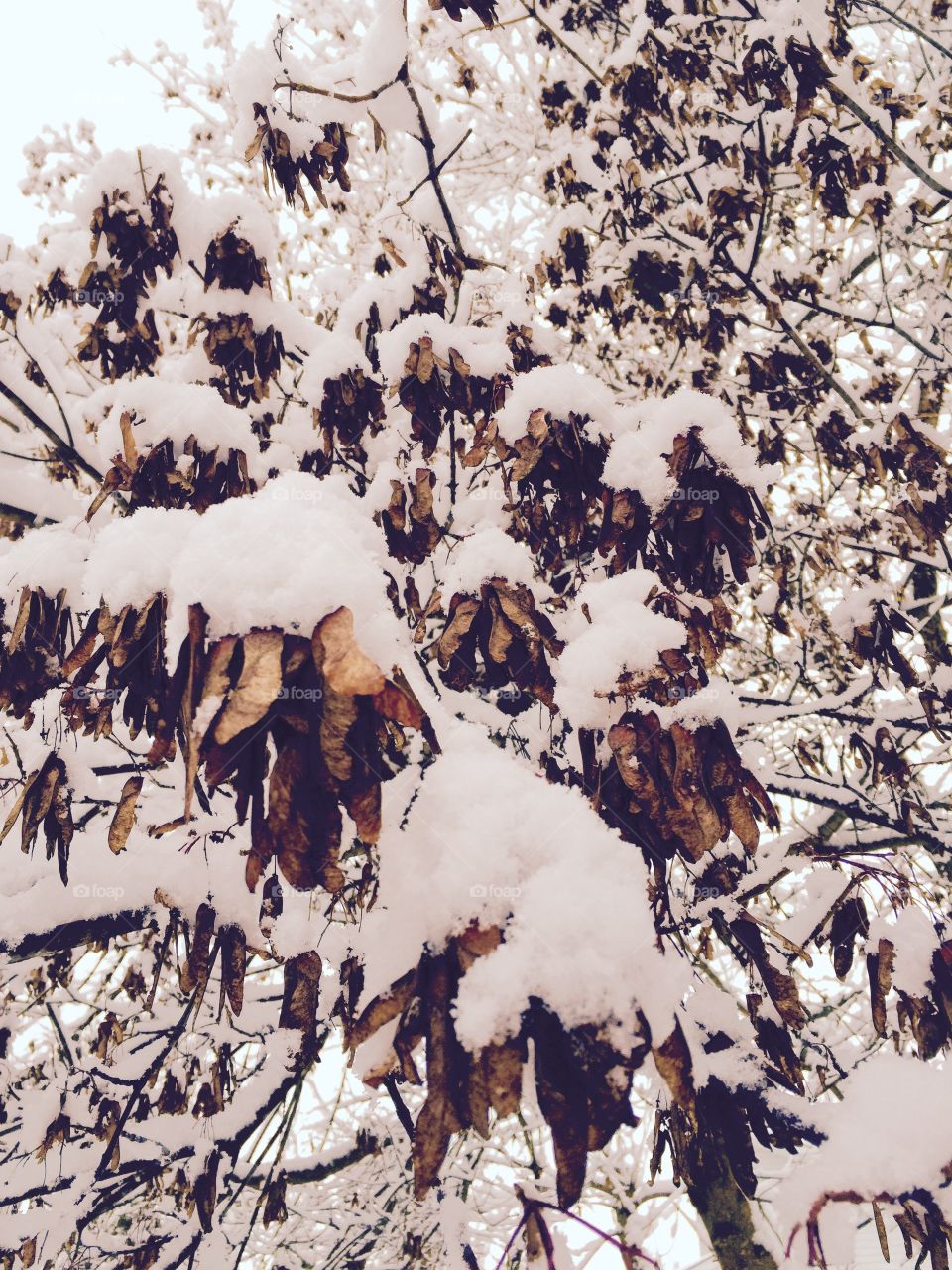 Snowy Maple