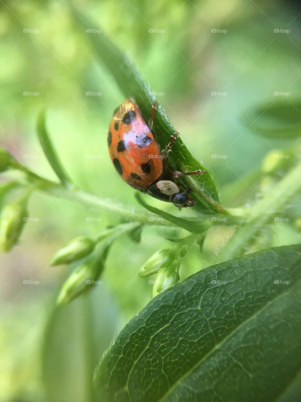 Ladybug