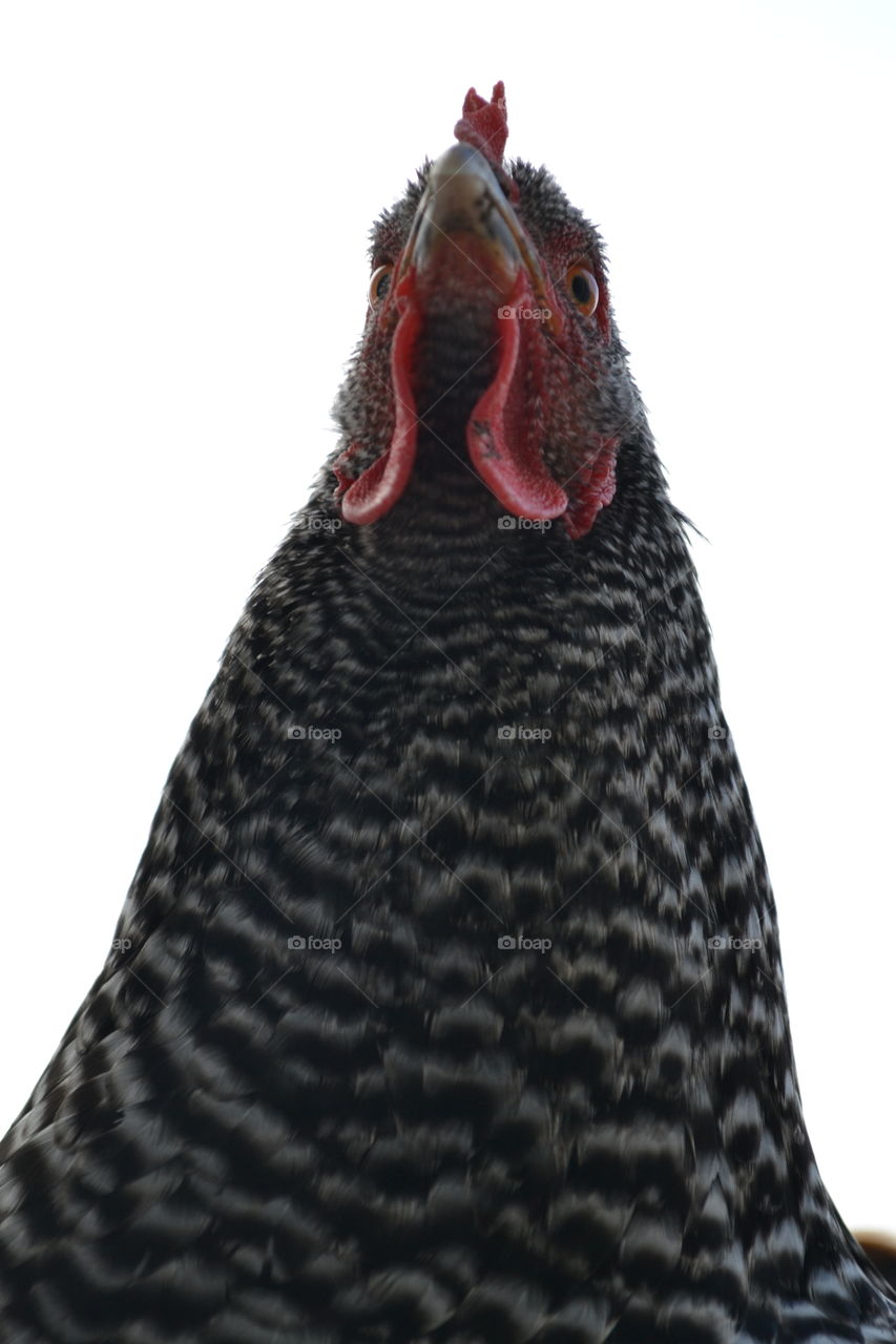 Towering Chicken