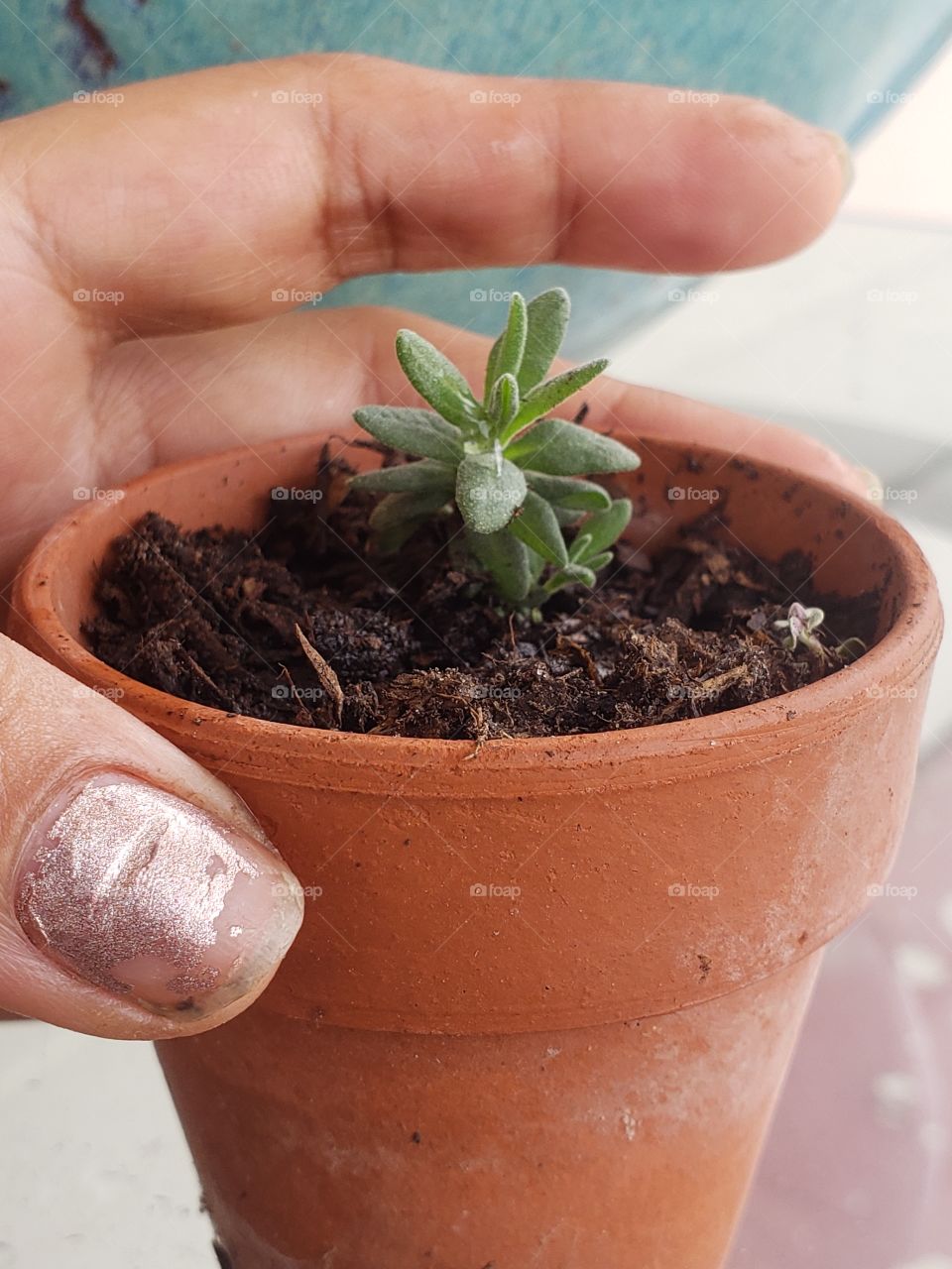 tiny lavender plant