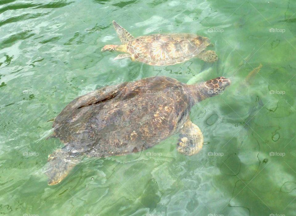 sea turtle hospital