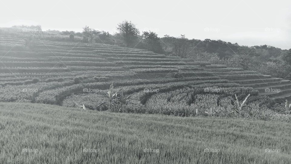 Life in the countryside