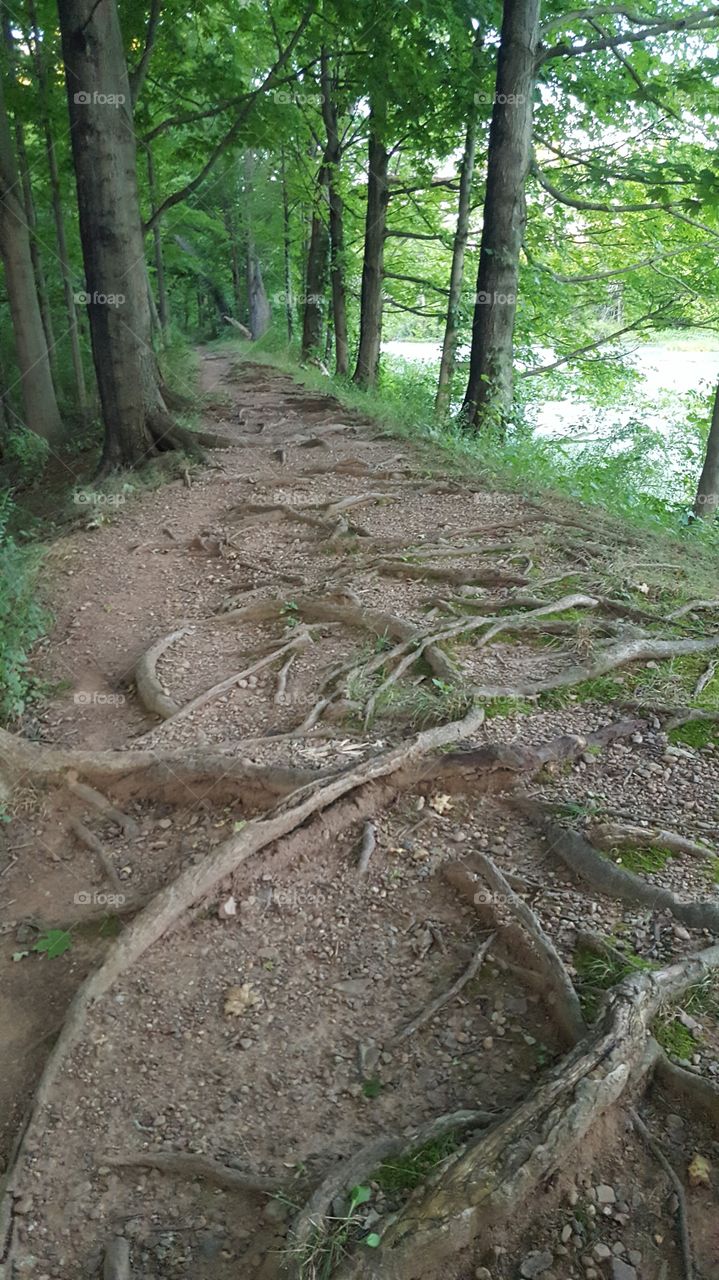 root trail
