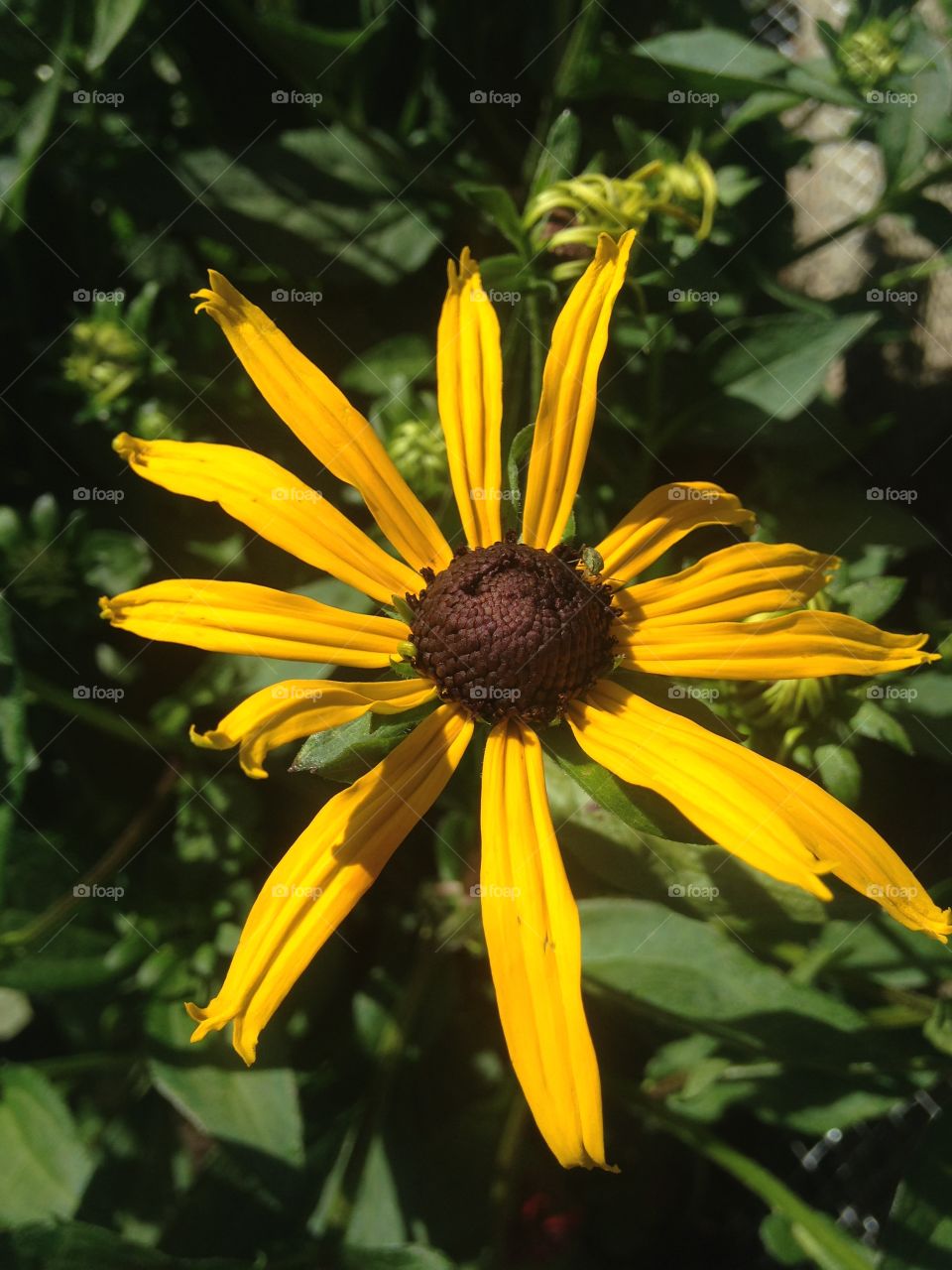 Black eye Susan 