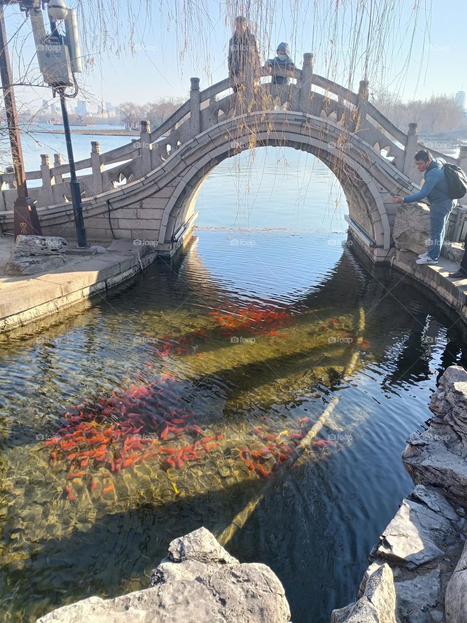 Bridge over the lake