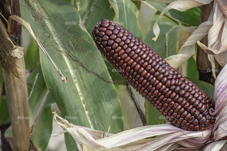 Corn with red pods on the tree at the farm show.