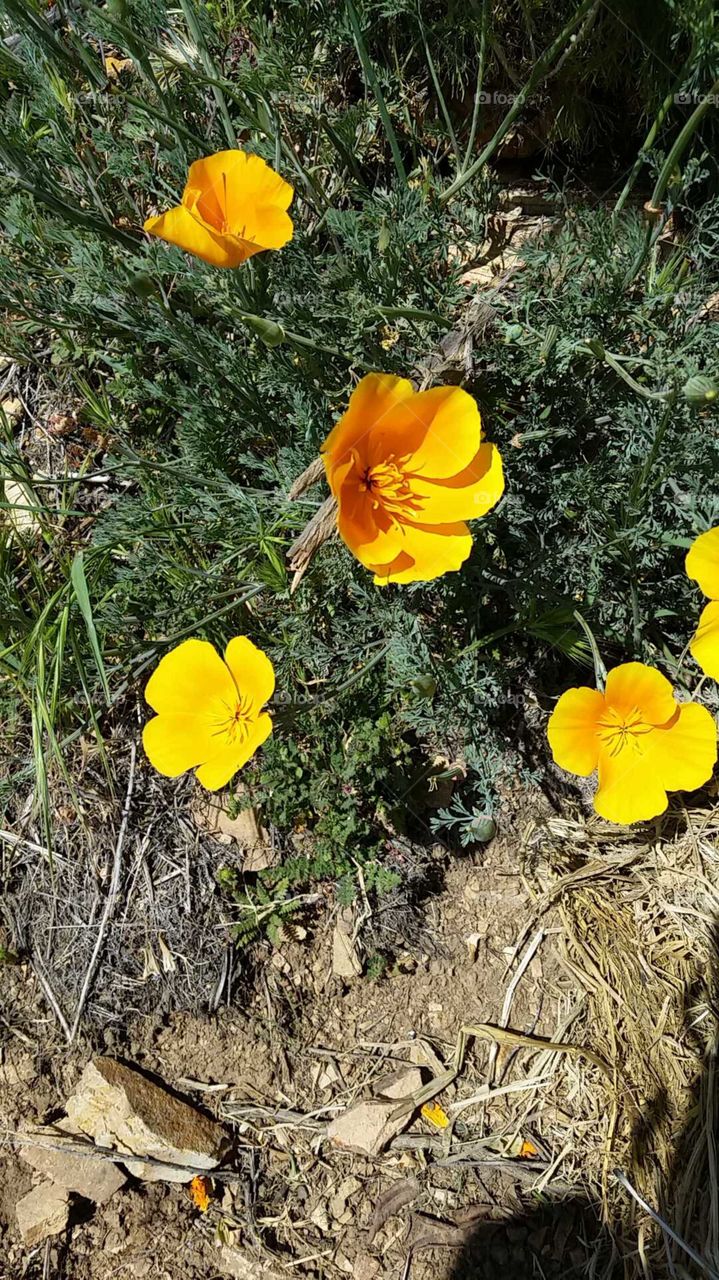 California Poppies. Seen while outdoors on the north side of the San Fernando Valley