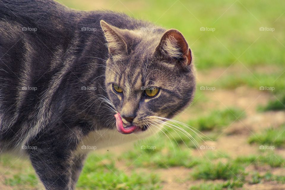 Cat. A grey cat 