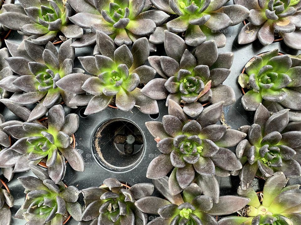 Black prince succulents plants