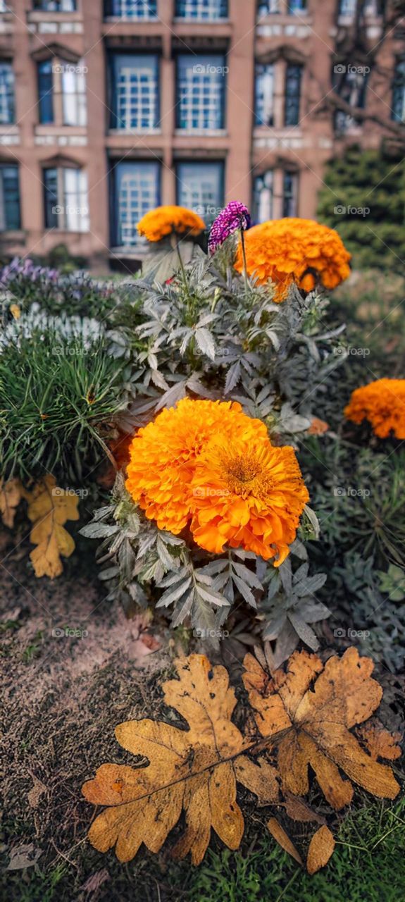 Marigold flowers in the garden