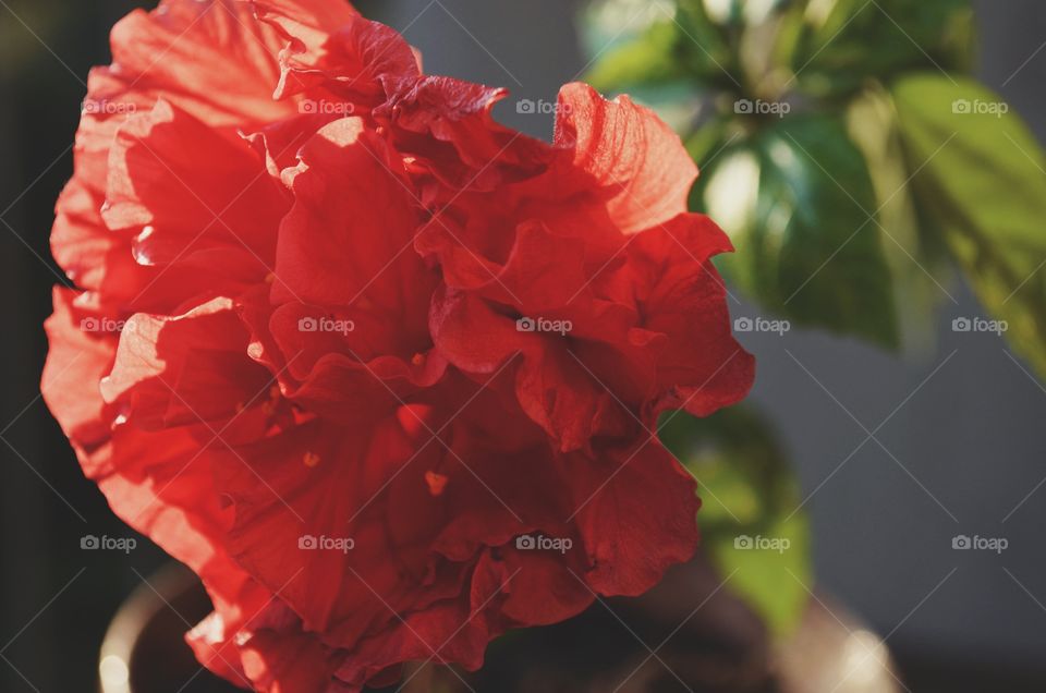 A romantic red flower growing in my garden. Beautiful flowers are one my favorite things to photograph.