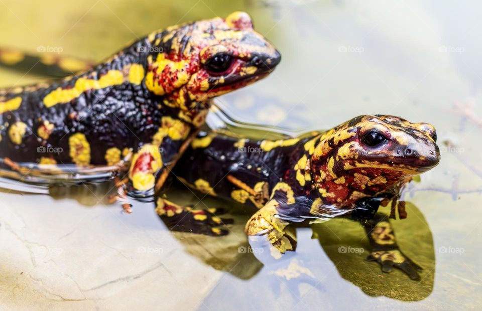 Portuguese fire salamanders in water