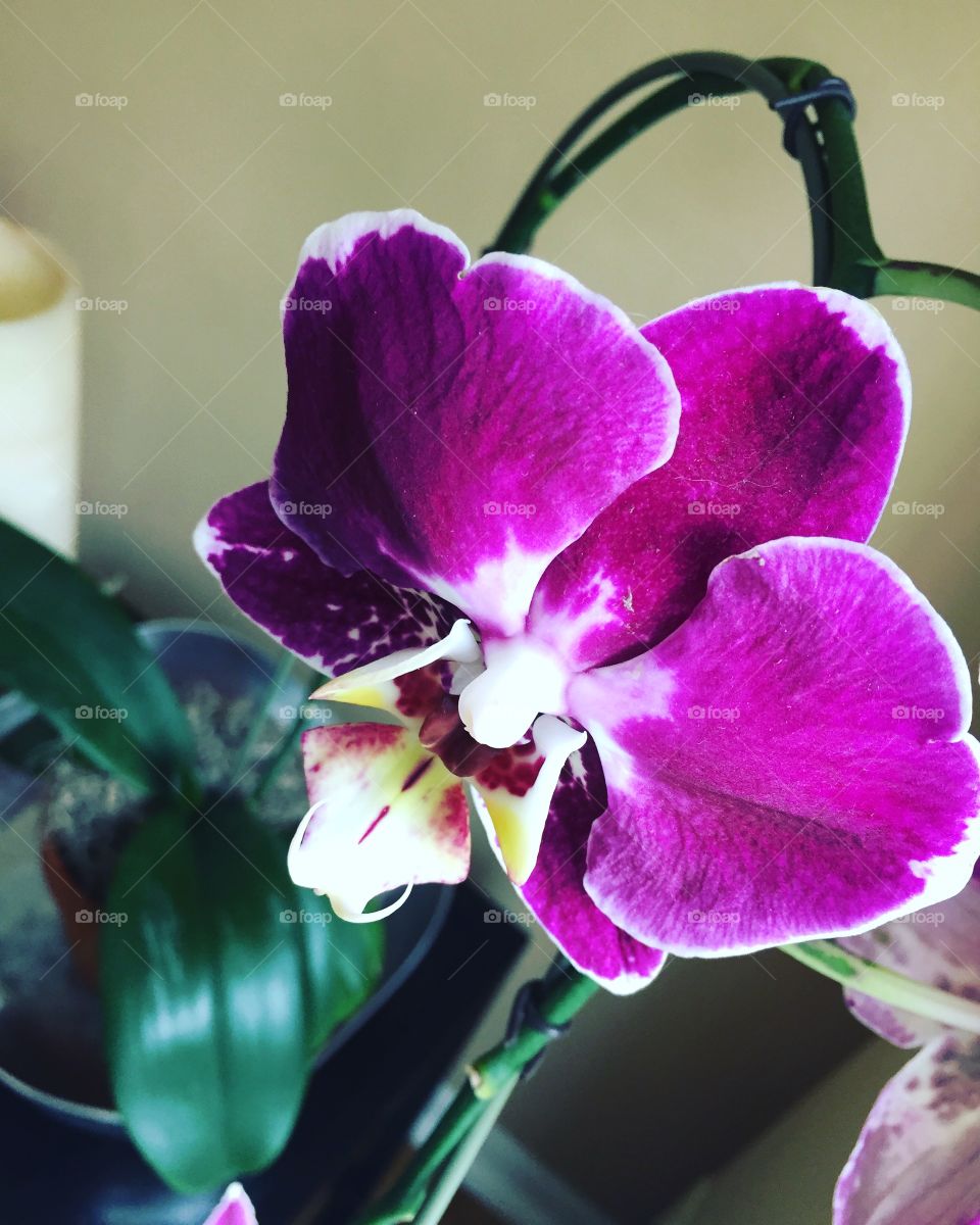 I love orchids 
