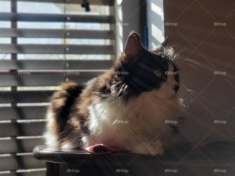 Black and white cat sunbathing by the window with sunlight rays shining through the blinds