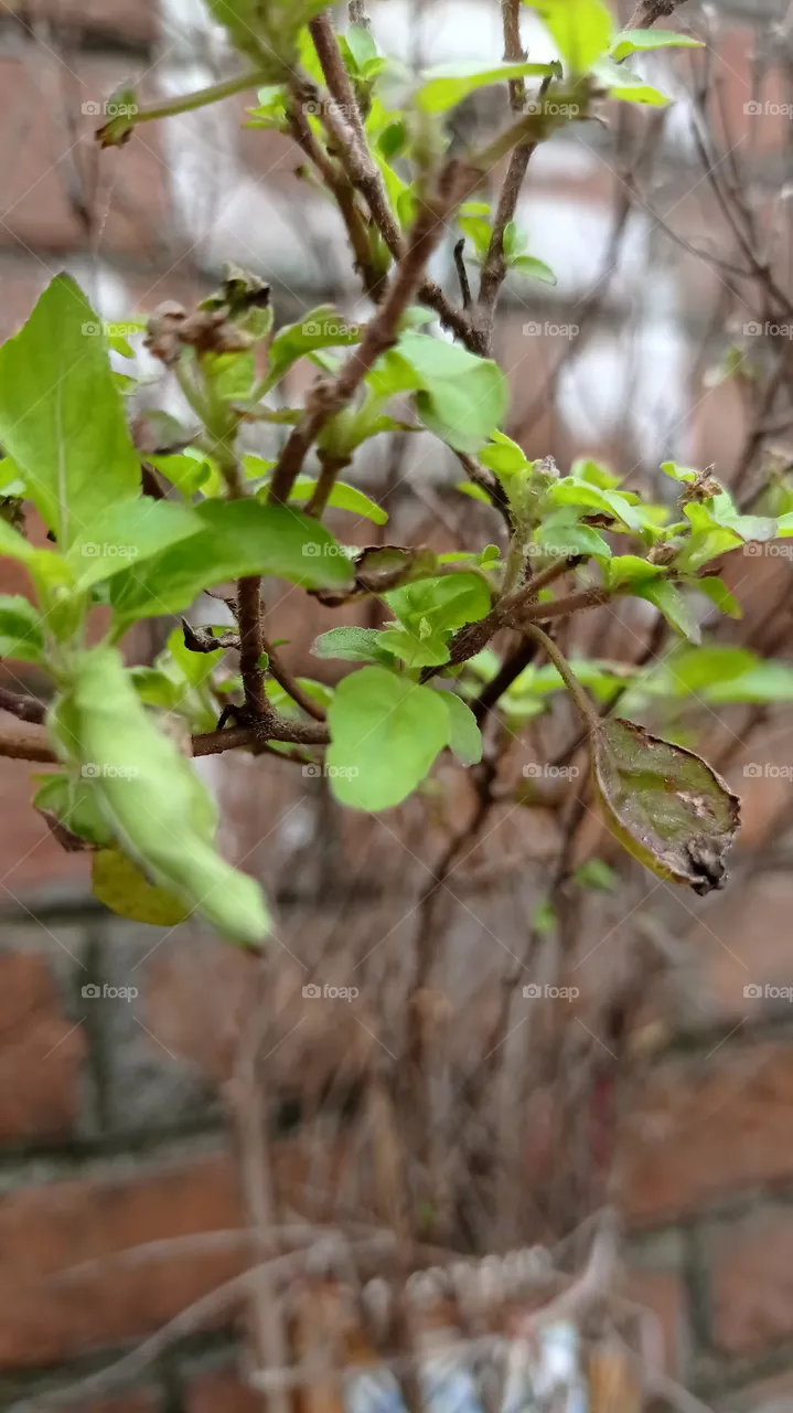 tulsi leave