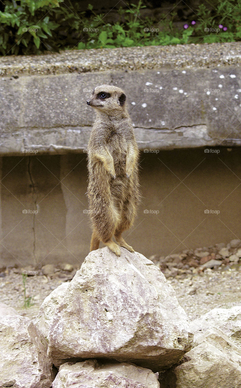 Meerkat 